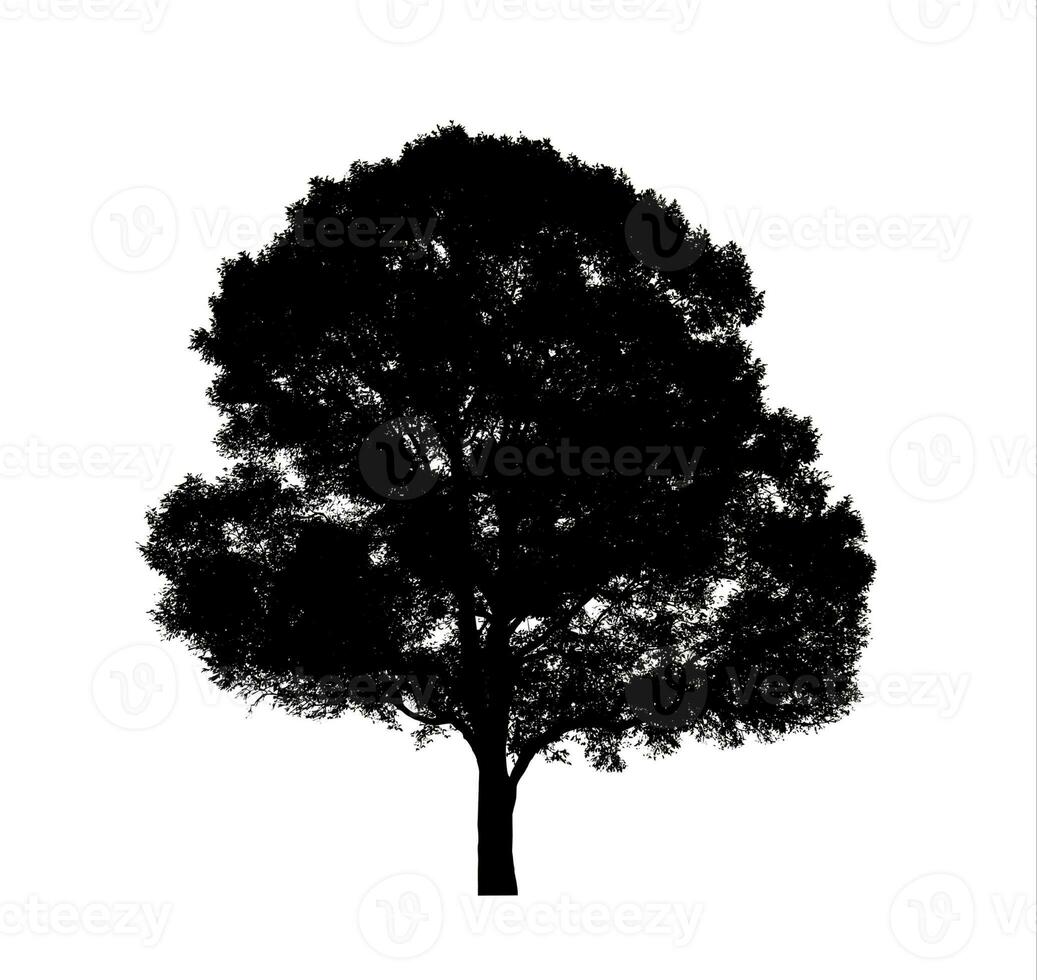 Tree silhouette for brush on white background photo