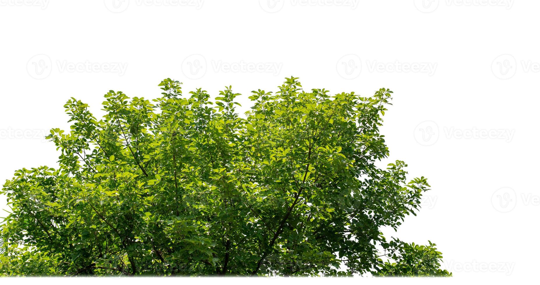 Green Trees isolated on white background.are Forest and foliage in summer for both printing and web pages with cut path and alpha channel. photo