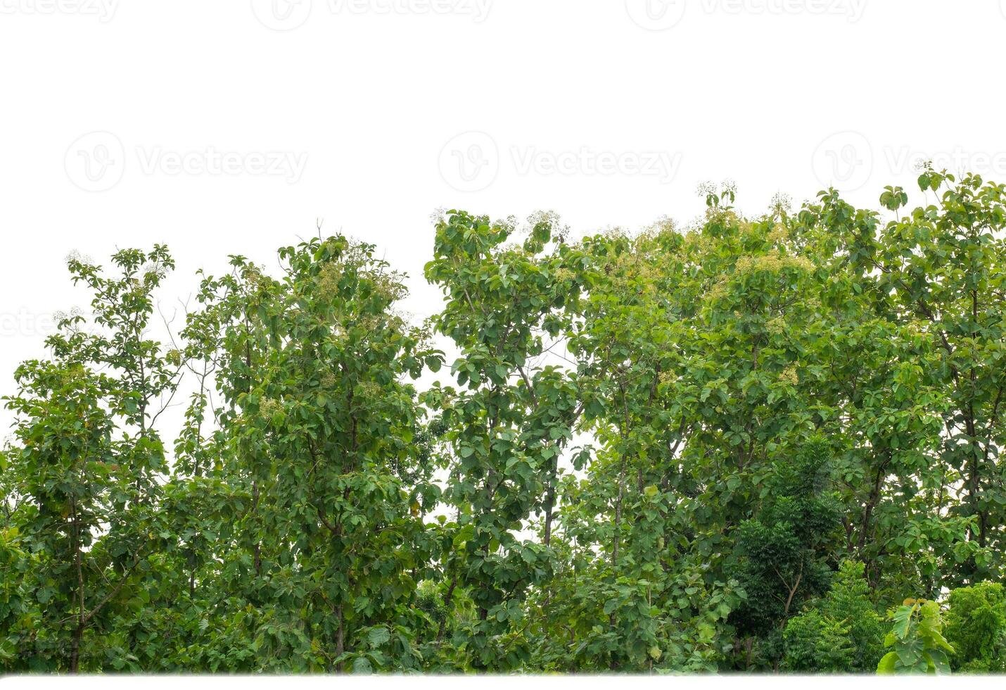 Green Trees isolated on white background.are Forest and foliage in summer for both printing and web pages with cut path and alpha channel. photo