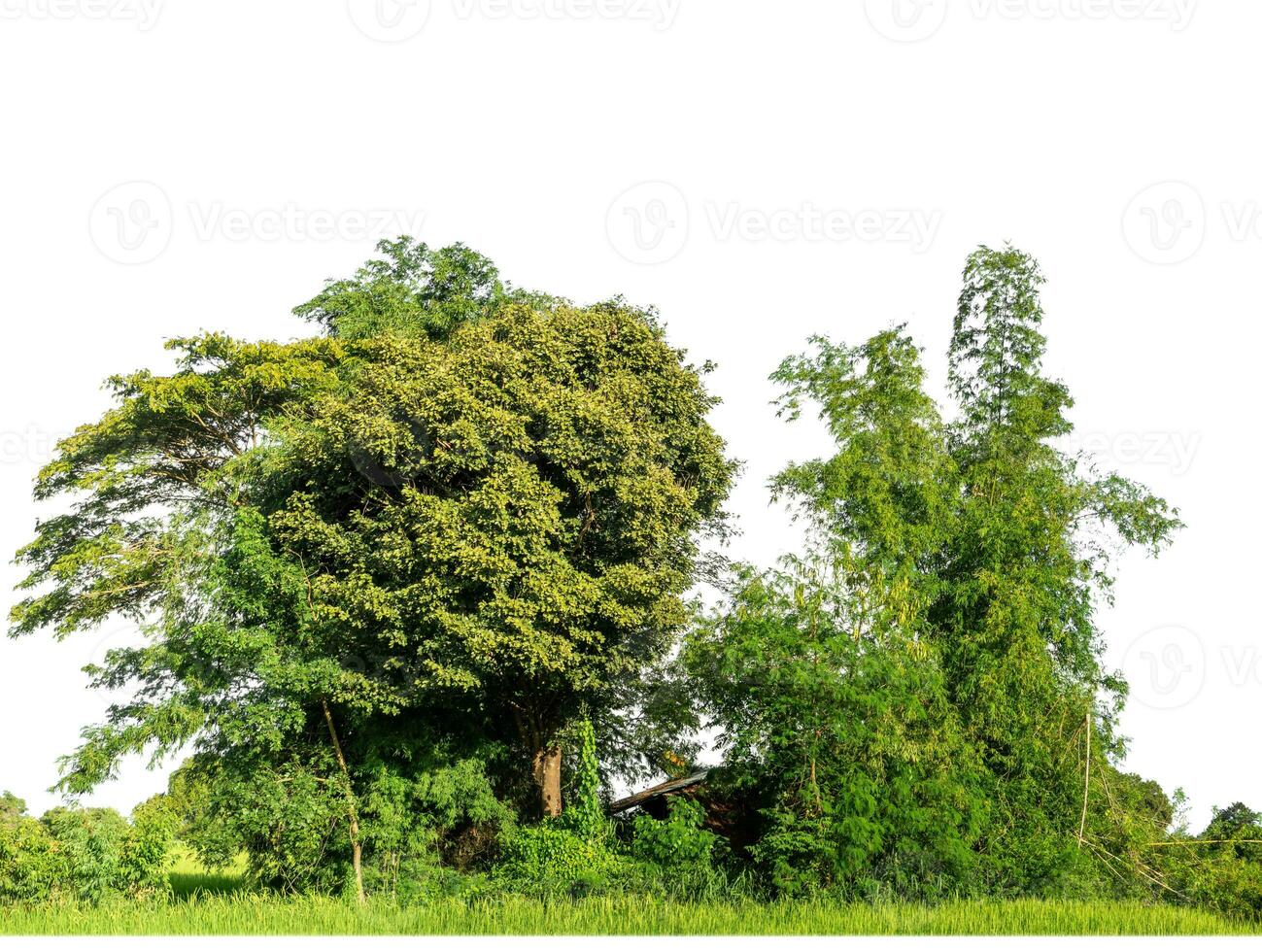 Green Trees isolated on white background.are Forest and foliage in summer for both printing and web pages with cut path and alpha channel. photo