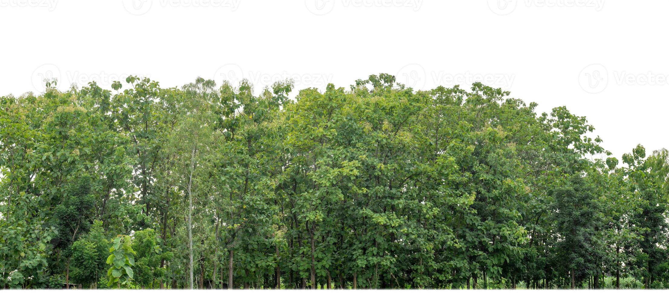 Green Trees isolated on white background.are Forest and foliage in summer for both printing and web pages with cut path and alpha channel. photo