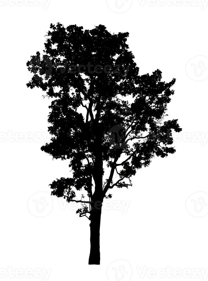 Tree silhouette for brush on white background photo