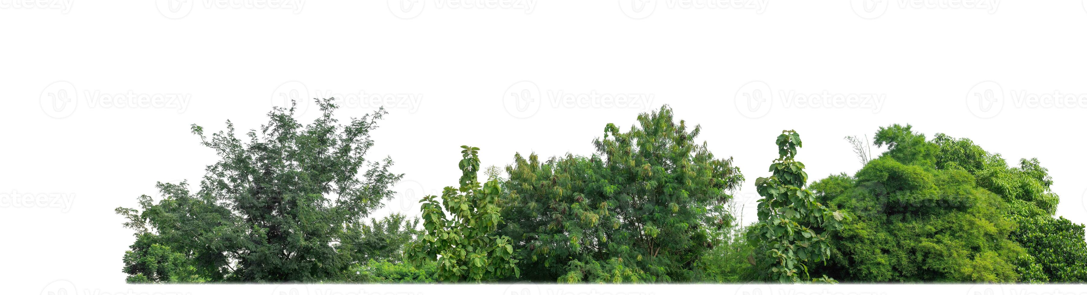 Green Trees isolated on white background.are Forest and foliage in summer for both printing and web pages with cut path and alpha channel. photo
