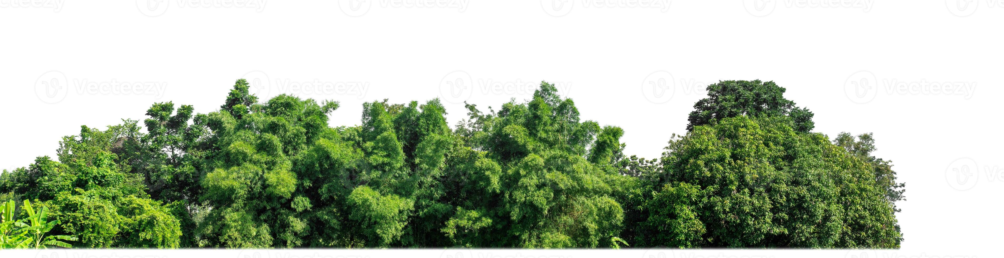 Green Trees isolated on white background.are Forest and foliage in summer for both printing and web pages with cut path and alpha channel. photo