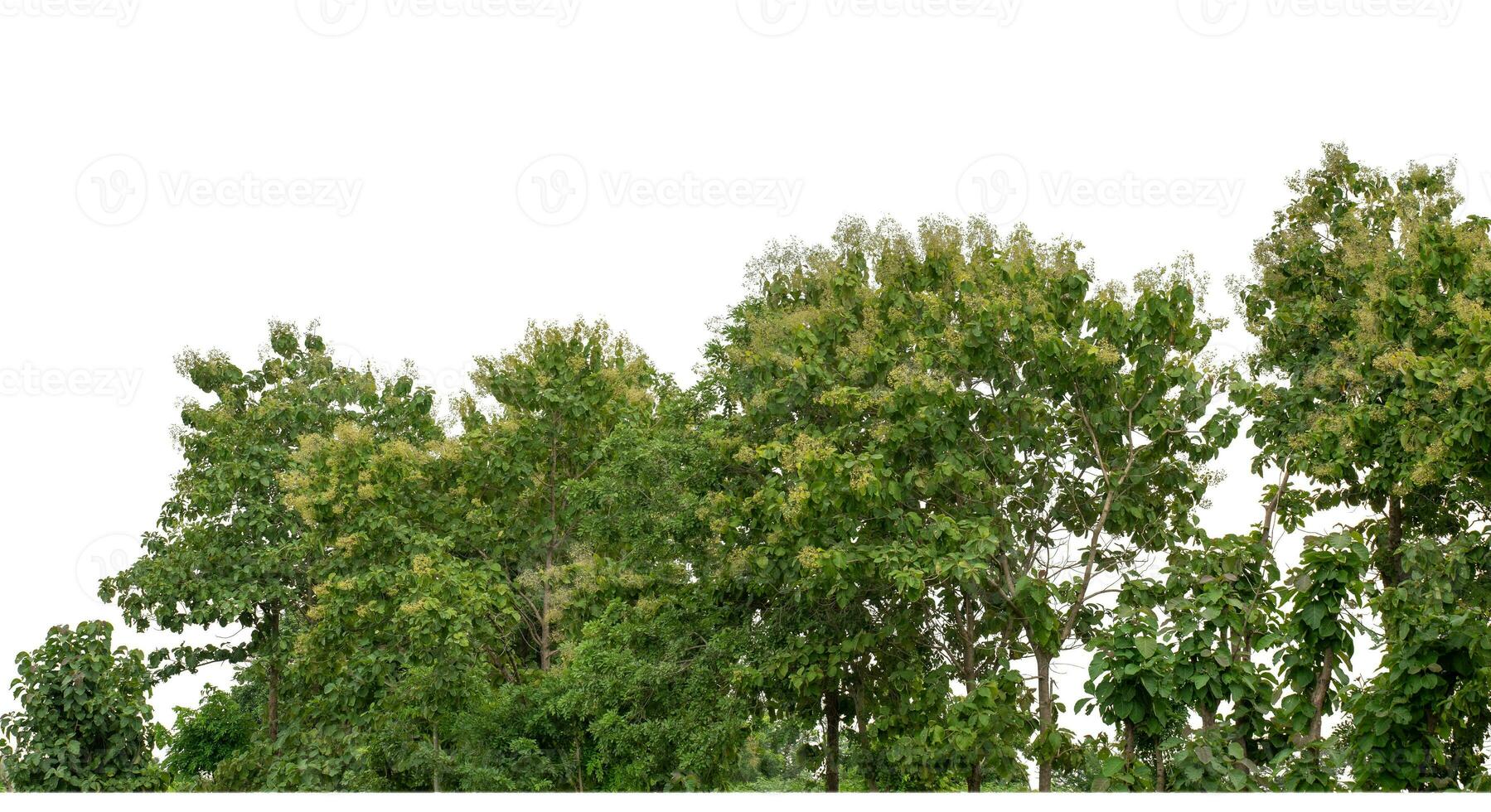 Green Trees isolated on white background.are Forest and foliage in summer for both printing and web pages with cut path and alpha channel. photo