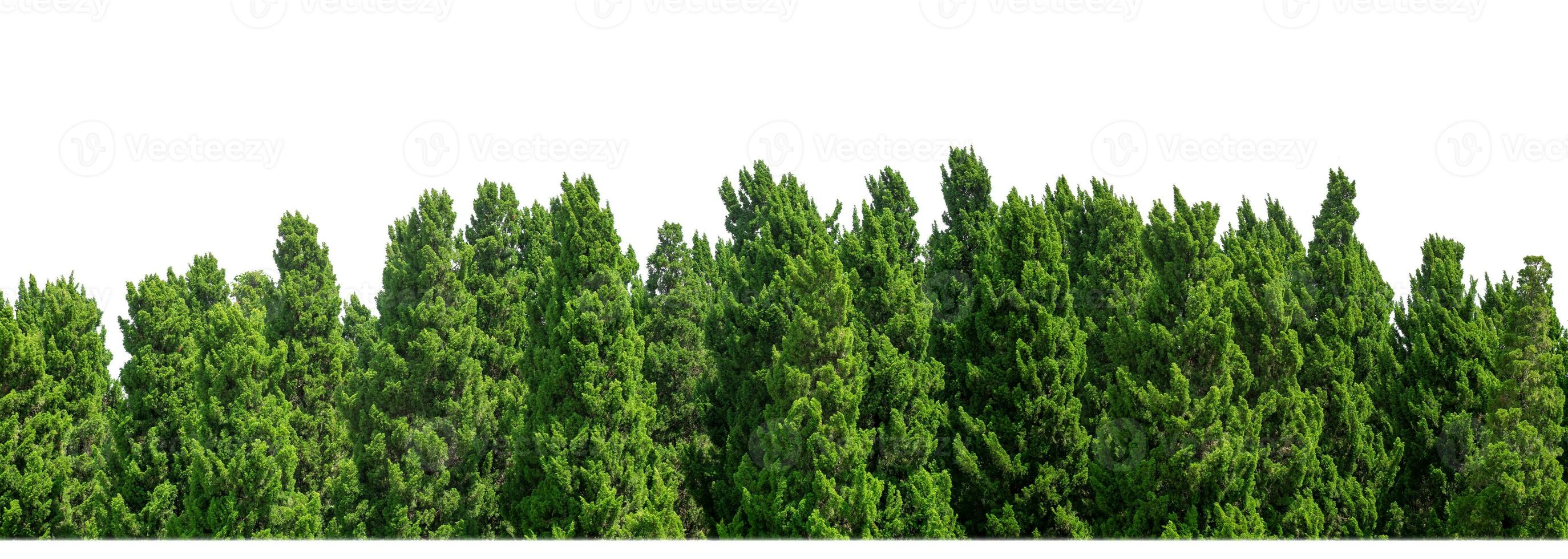 verde arboles aislado en blanco antecedentes.son bosque y follaje en verano para ambos impresión y web paginas con cortar camino y alfa canal. foto