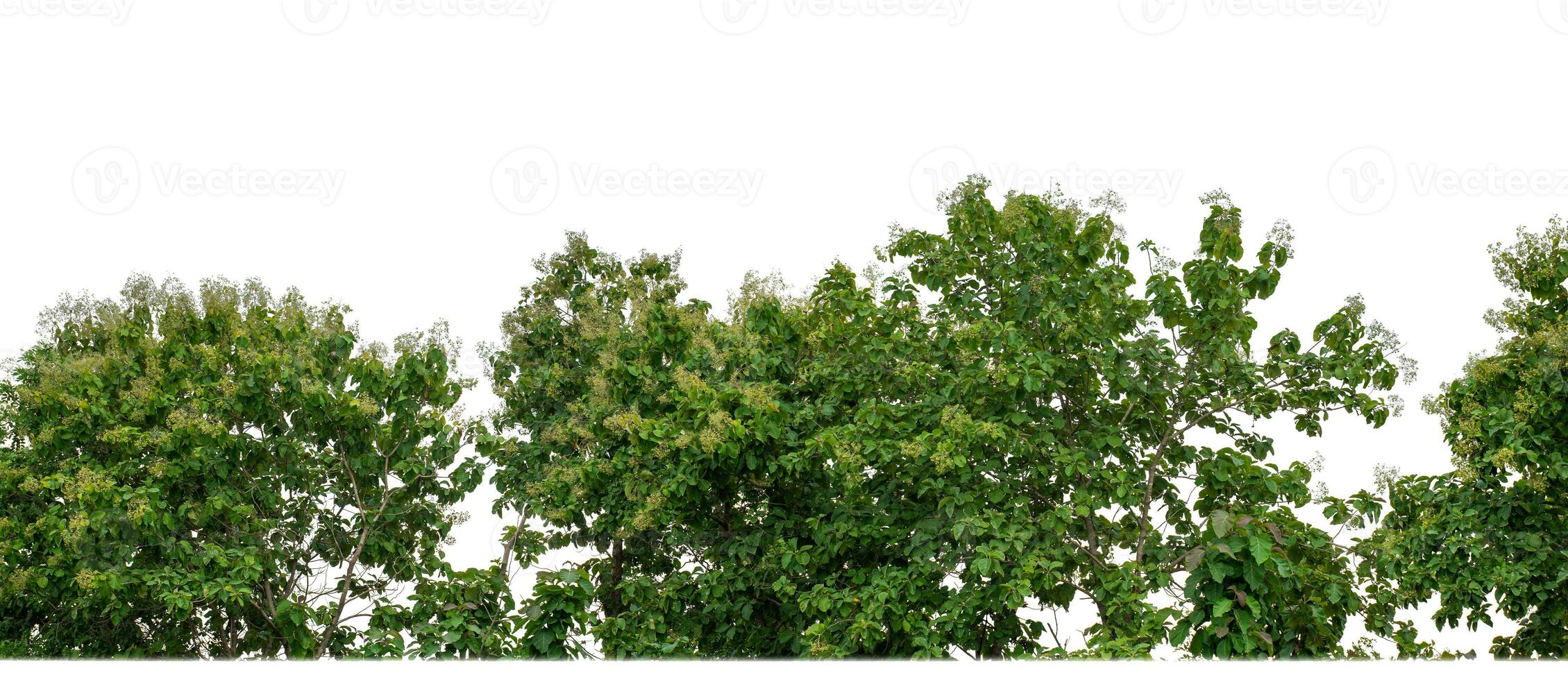 Green Trees isolated on white background.are Forest and foliage in summer for both printing and web pages with cut path and alpha channel. photo