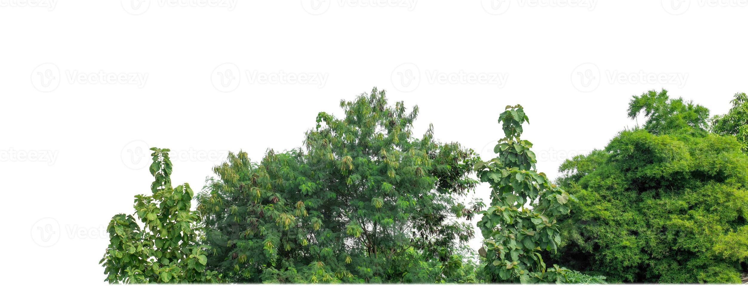 Green Trees isolated on white background.are Forest and foliage in summer for both printing and web pages with cut path and alpha channel. photo