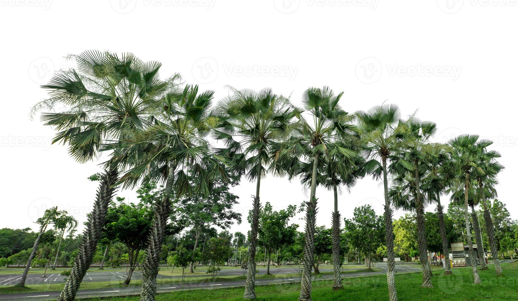 Green Trees isolated on white background.are Forest and foliage in summer for both printing and web pages with cut path and alpha channel. photo