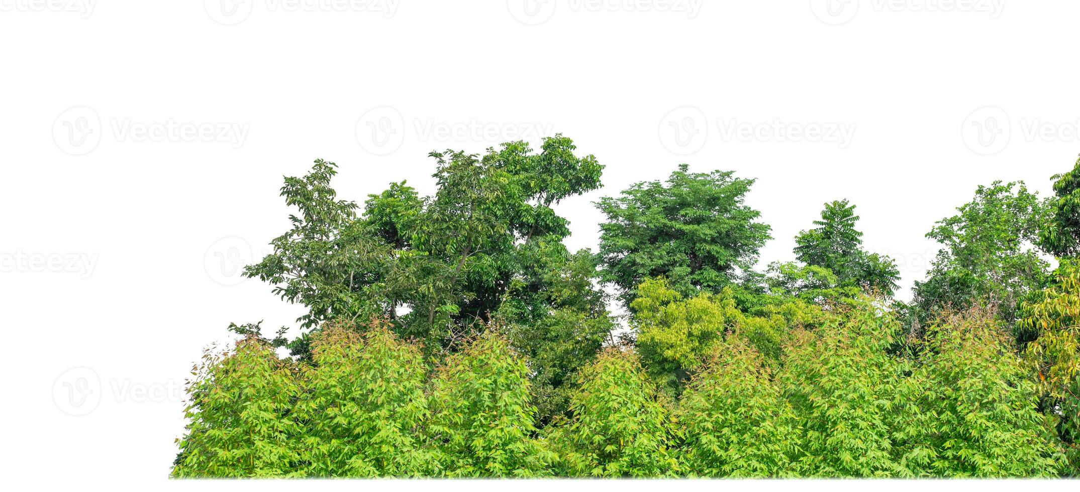 Green Trees isolated on white background.are Forest and foliage in summer for both printing and web pages with cut path and alpha channel. photo
