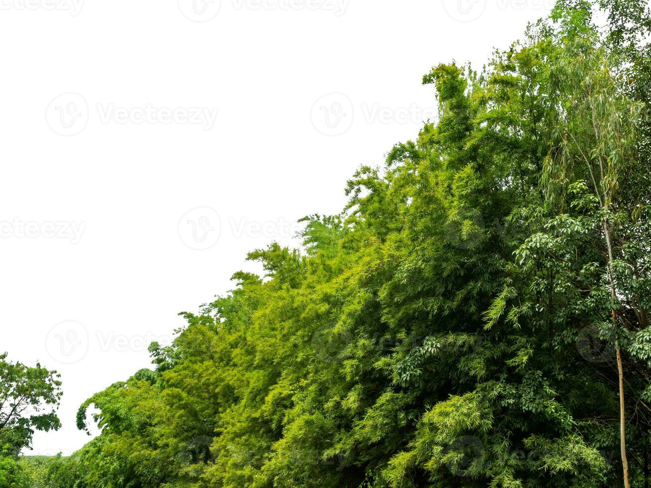 Green Trees isolated on white background.are Forest and foliage in summer for both printing and web pages with cut path and alpha channel. photo