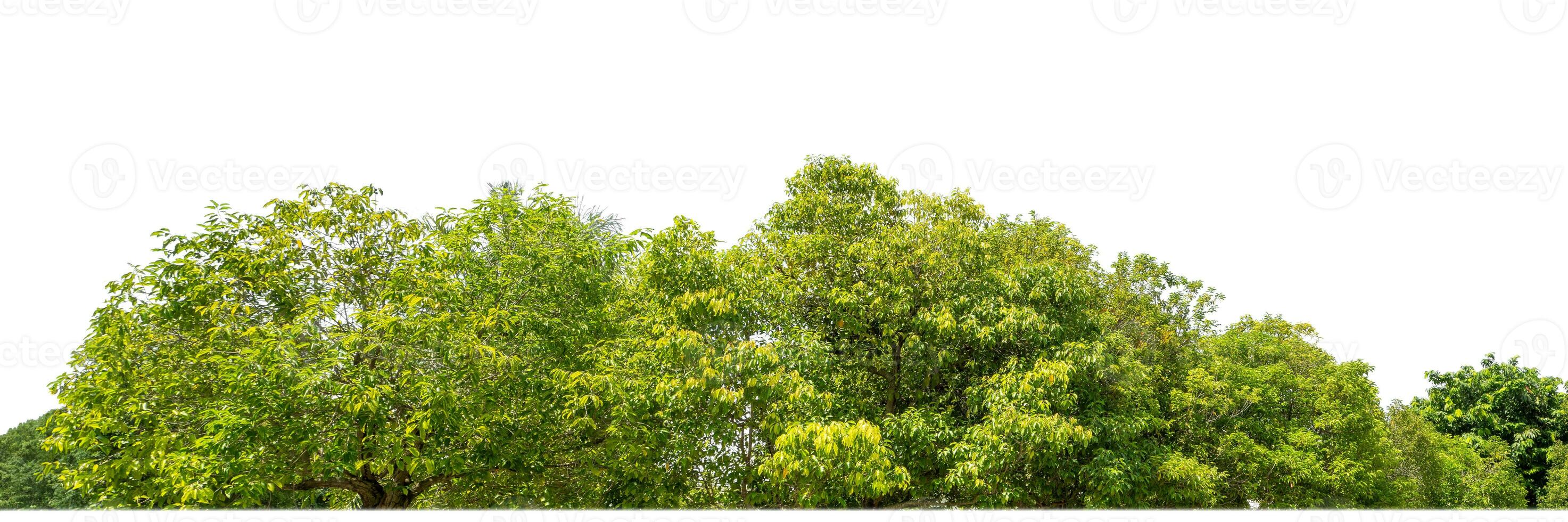 Green Trees isolated on white background.are Forest and foliage in summer for both printing and web pages with cut path and alpha channel. photo