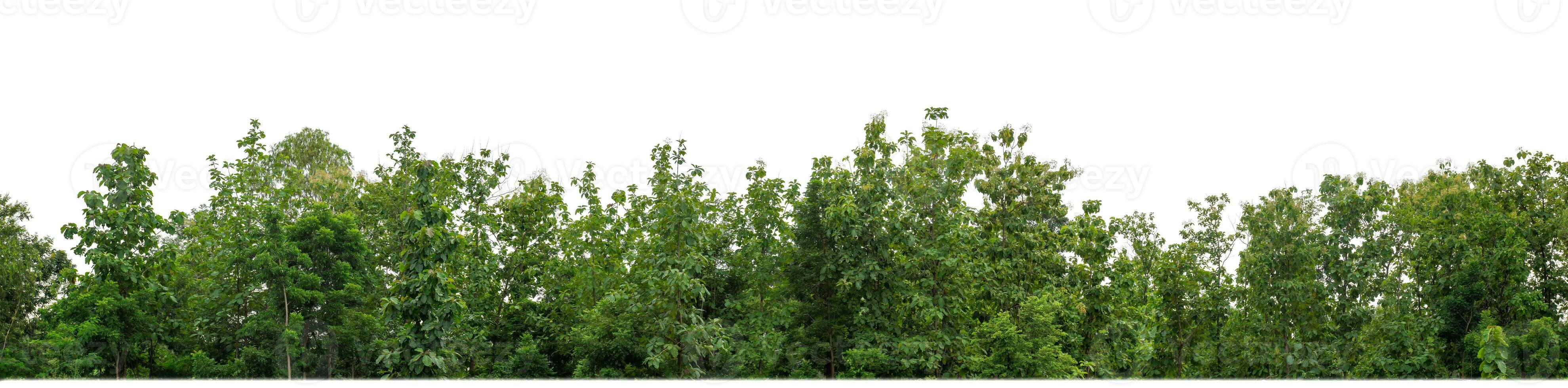 Green Trees isolated on white background.are Forest and foliage in summer for both printing and web pages with cut path and alpha channel. photo