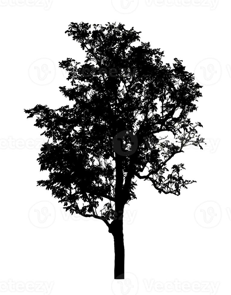 Tree silhouette for brush on white background photo