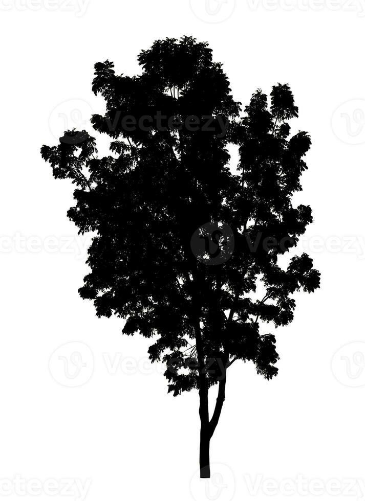 Tree silhouette for brush on white background photo