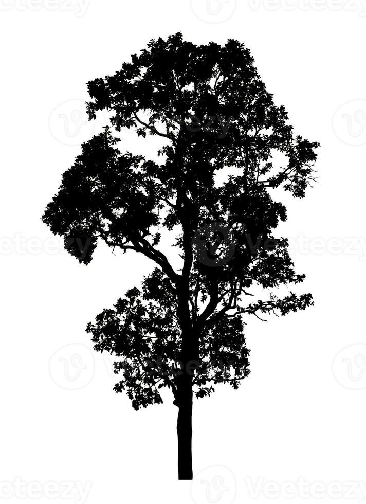 Tree silhouette for brush on white background photo