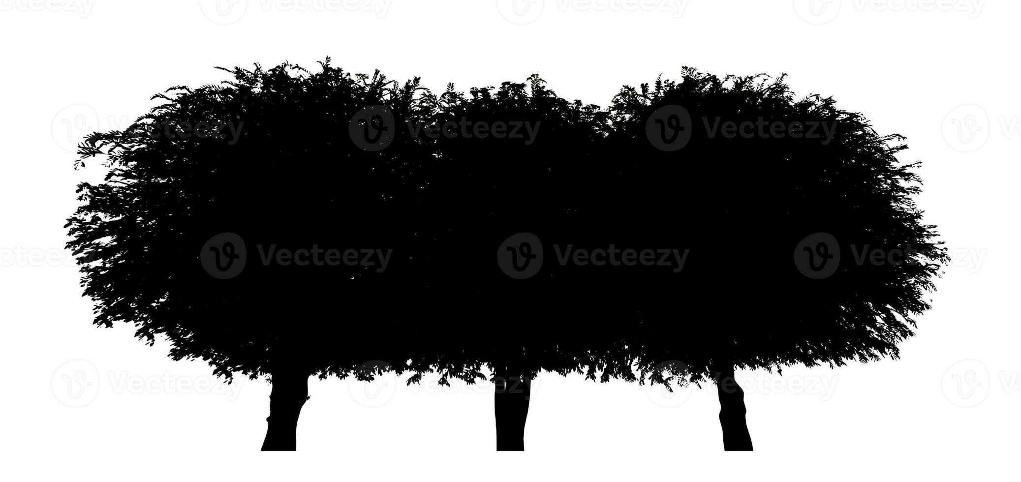 Tree silhouette for brush on white background photo