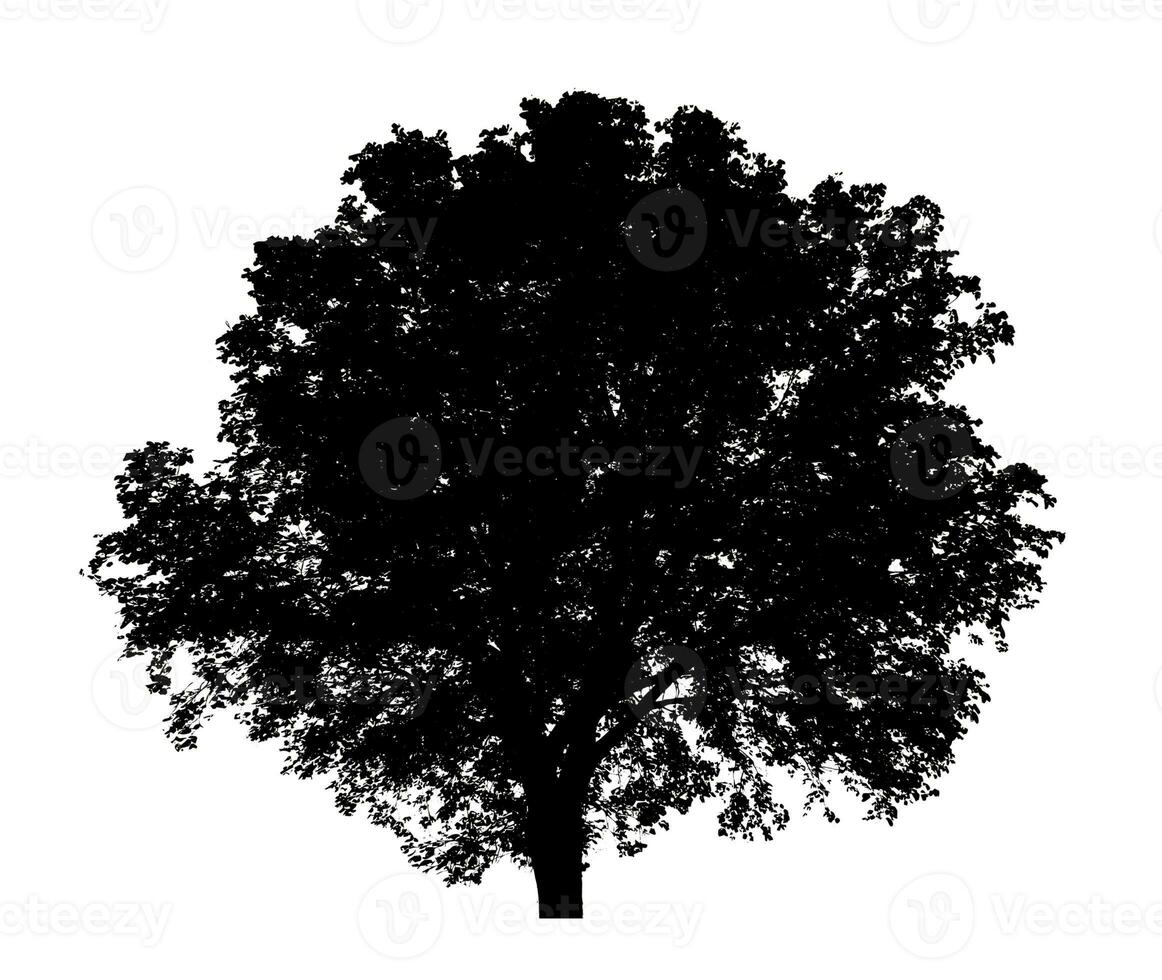 Tree silhouette for brush on white background photo