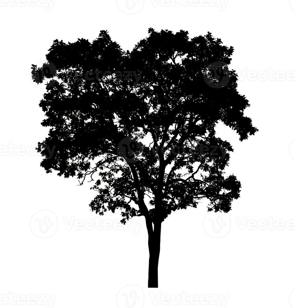 Tree silhouette for brush on white background photo