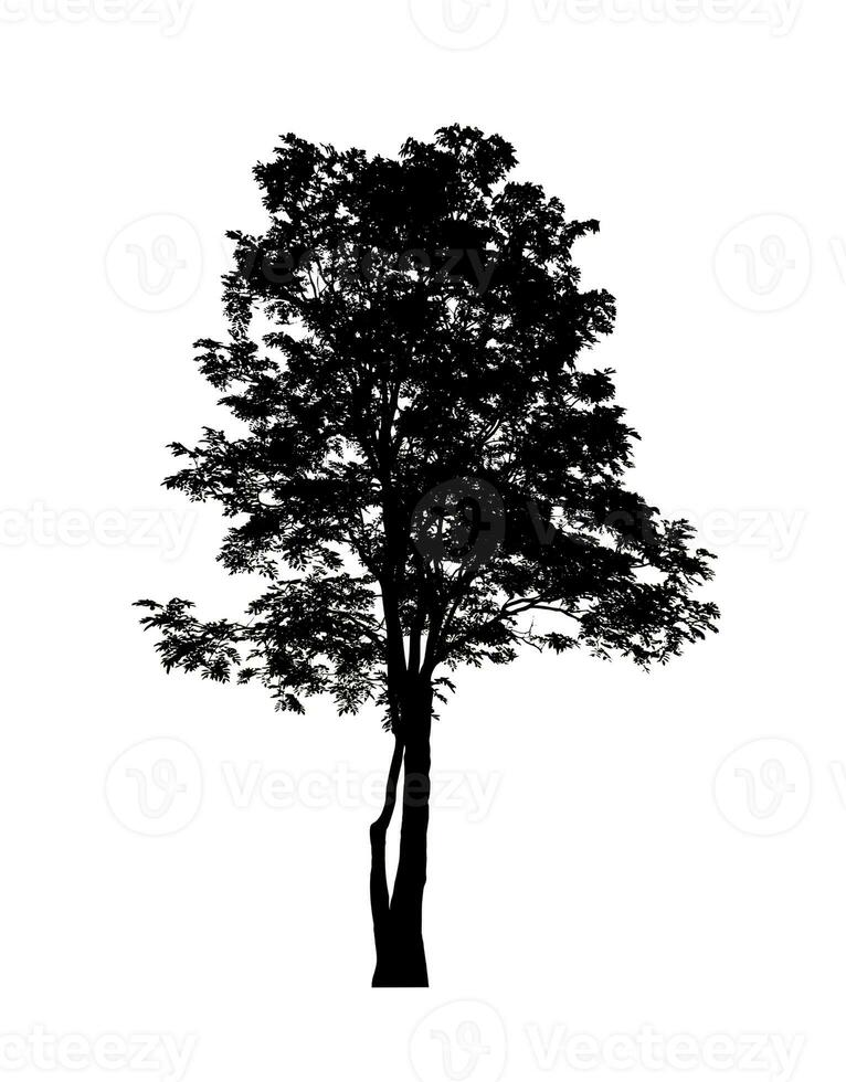 Tree silhouette for brush on white background photo