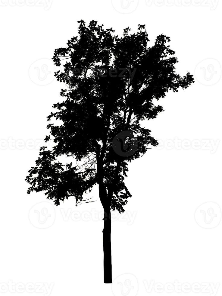 Tree silhouette for brush on white background photo
