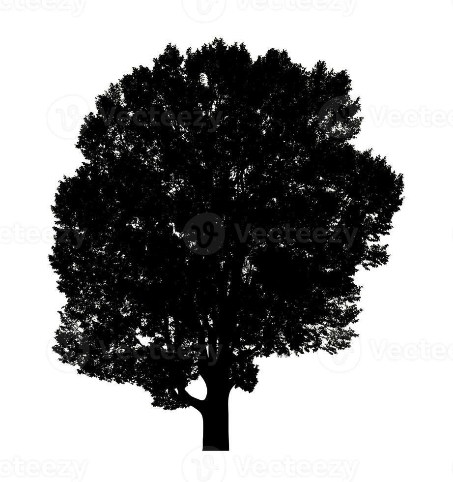 Tree silhouette for brush on white background photo