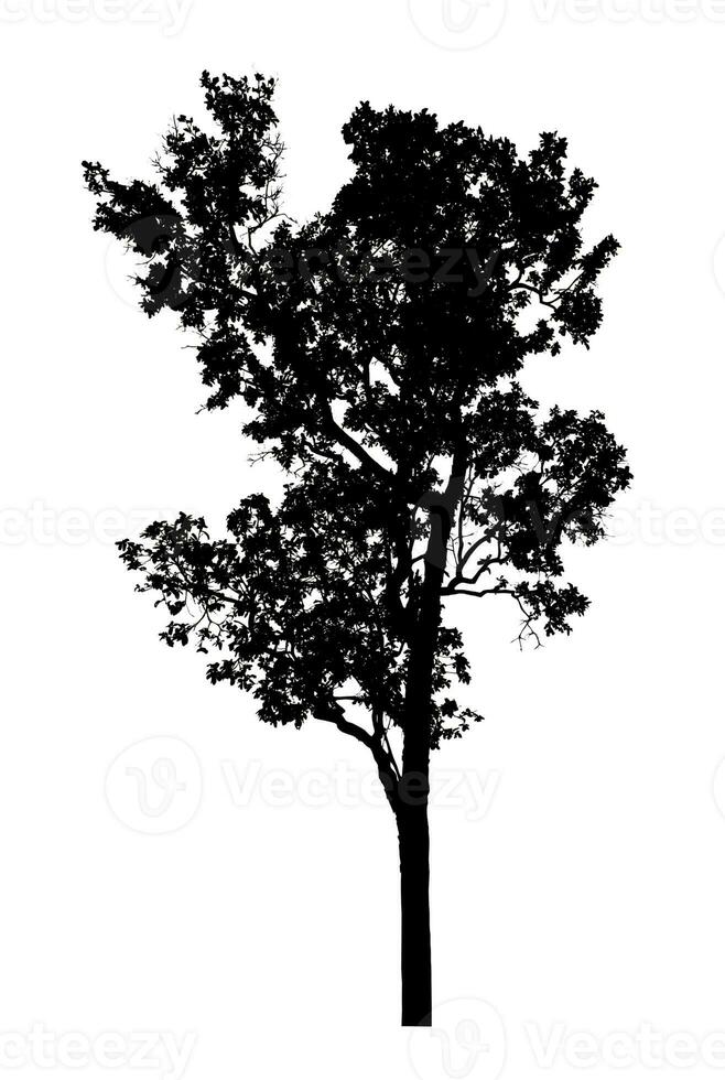 Tree silhouette for brush on white background photo