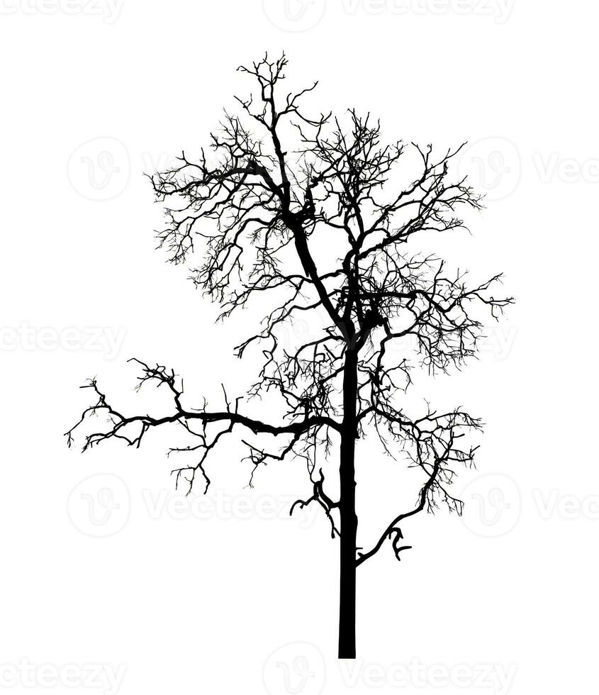 Tree silhouette for brush on white background photo