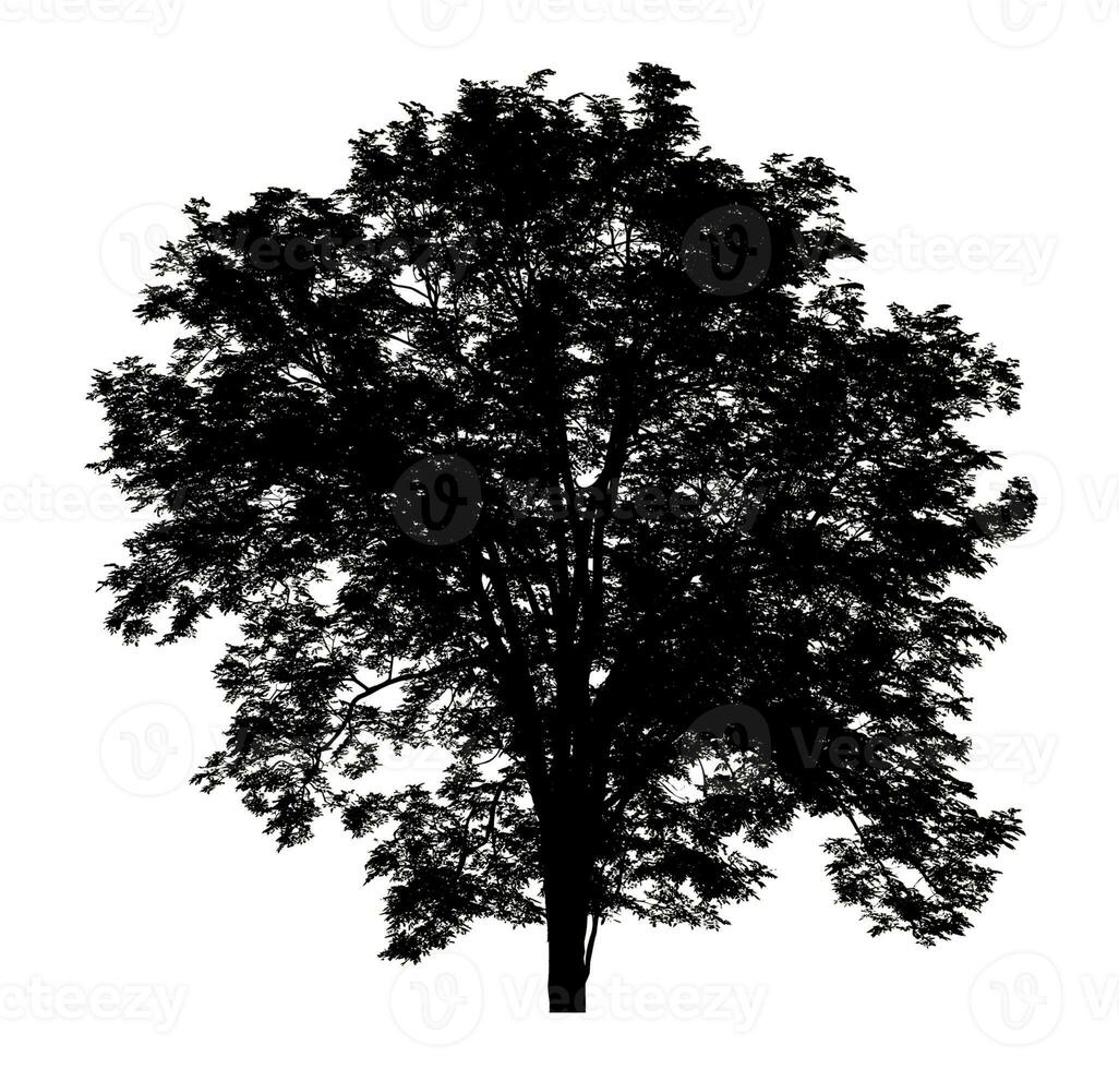 Tree silhouette for brush on white background photo