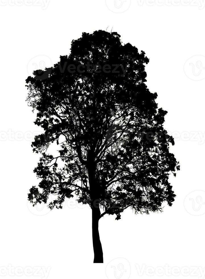 Tree silhouette for brush on white background photo