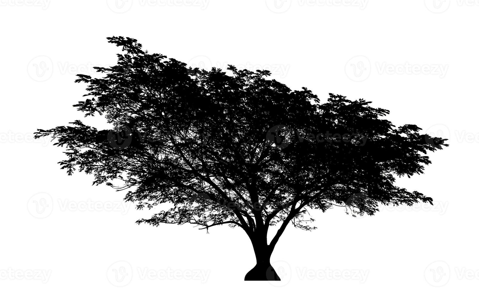 Tree silhouette for brush on white background photo