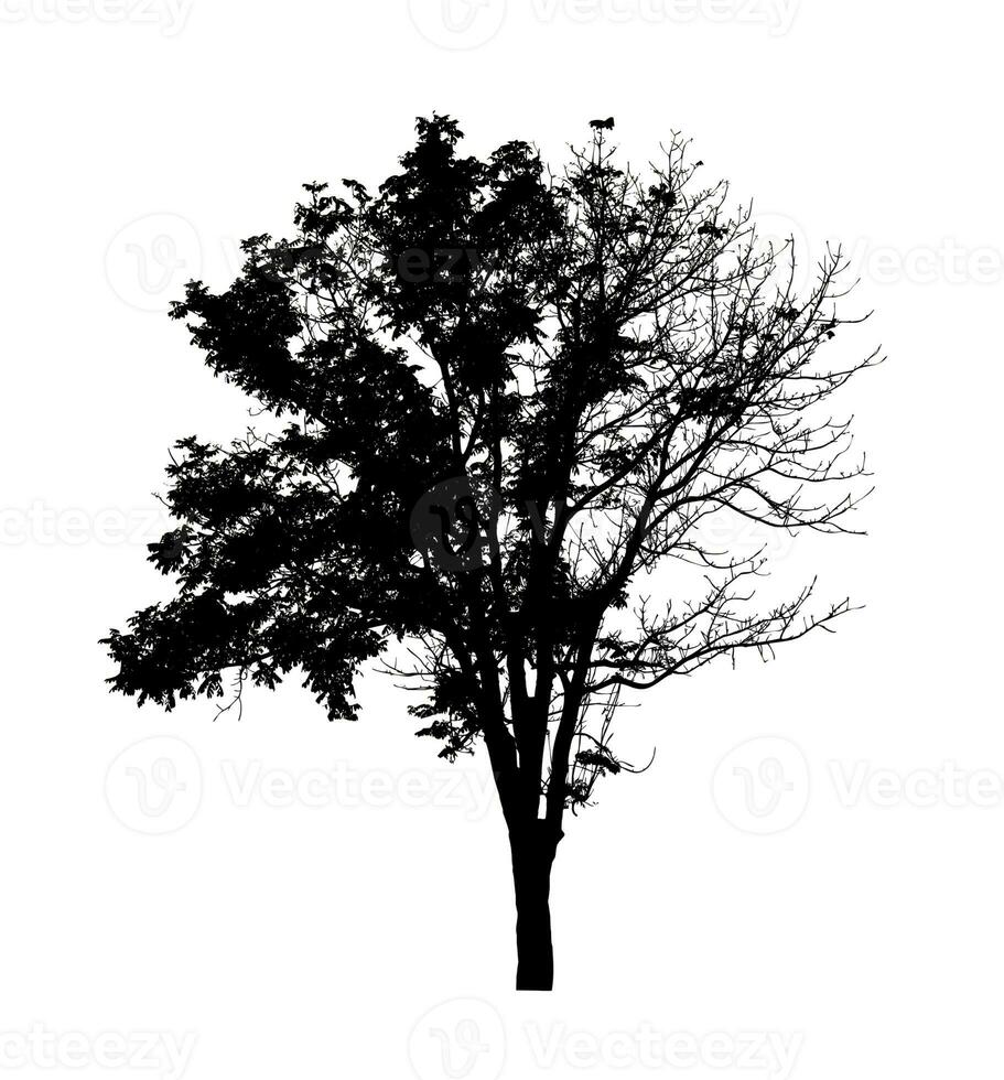 Tree silhouette for brush on white background photo