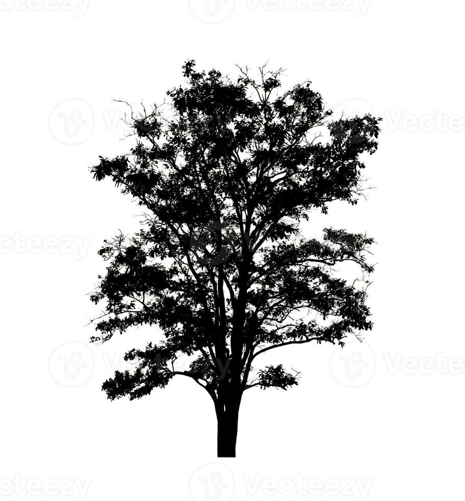 Tree silhouette for brush on white background photo