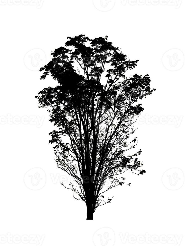 Tree silhouette for brush on white background photo