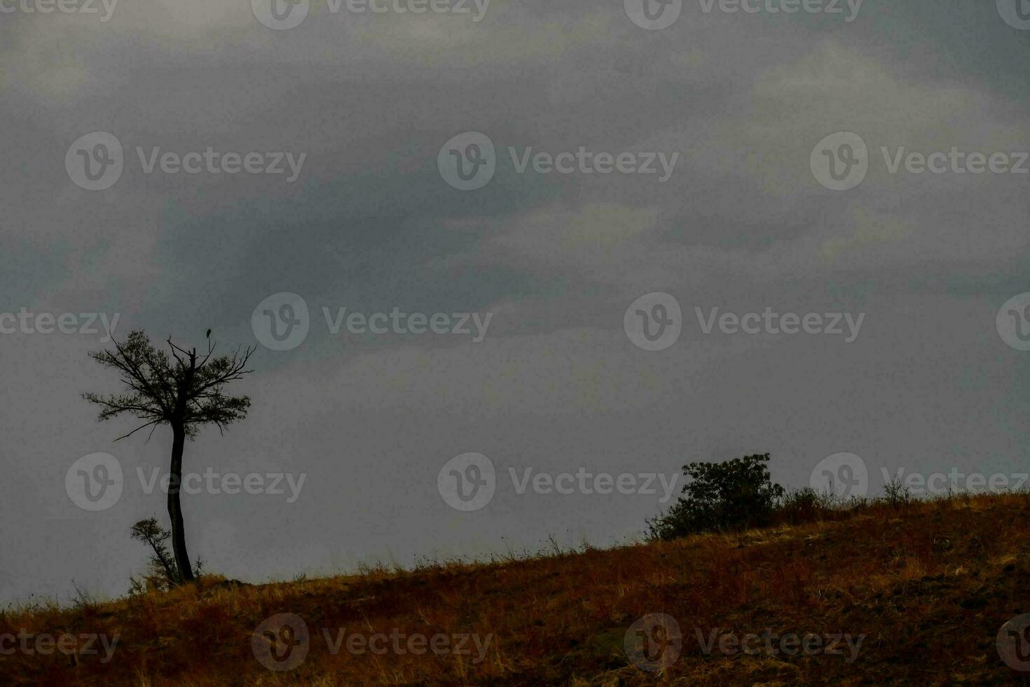 a lone tree stands on a hill under a dark sky photo