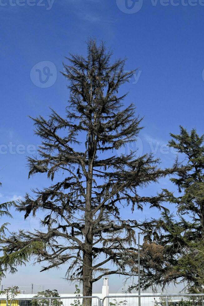 dry trees with blue sky background photo