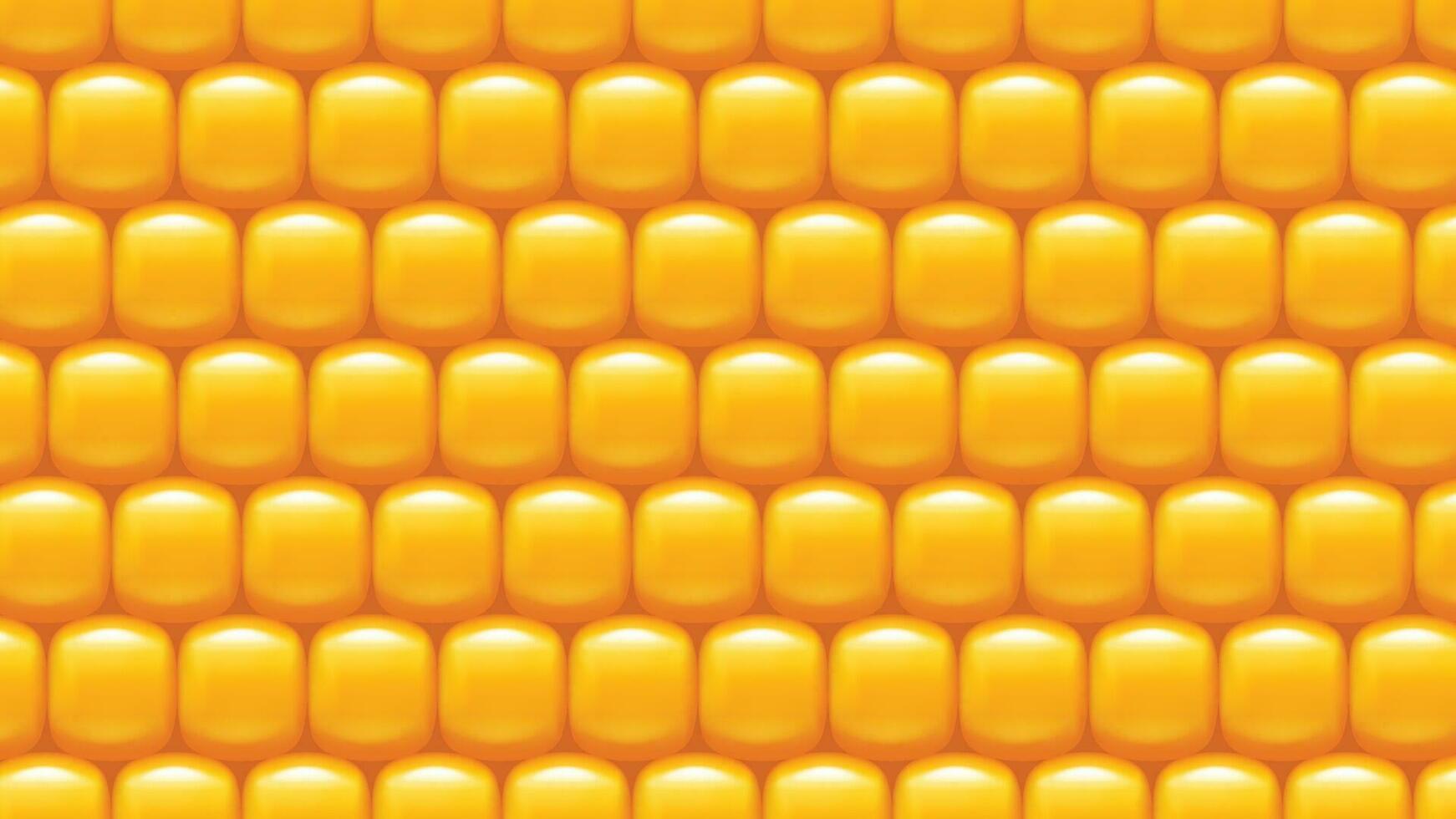 corn background 04 vector
