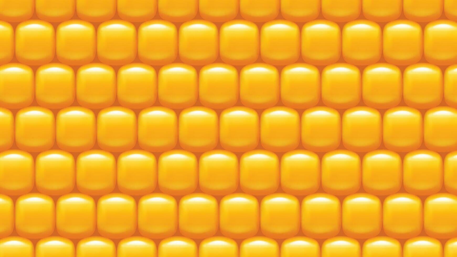 corn background 04 vector