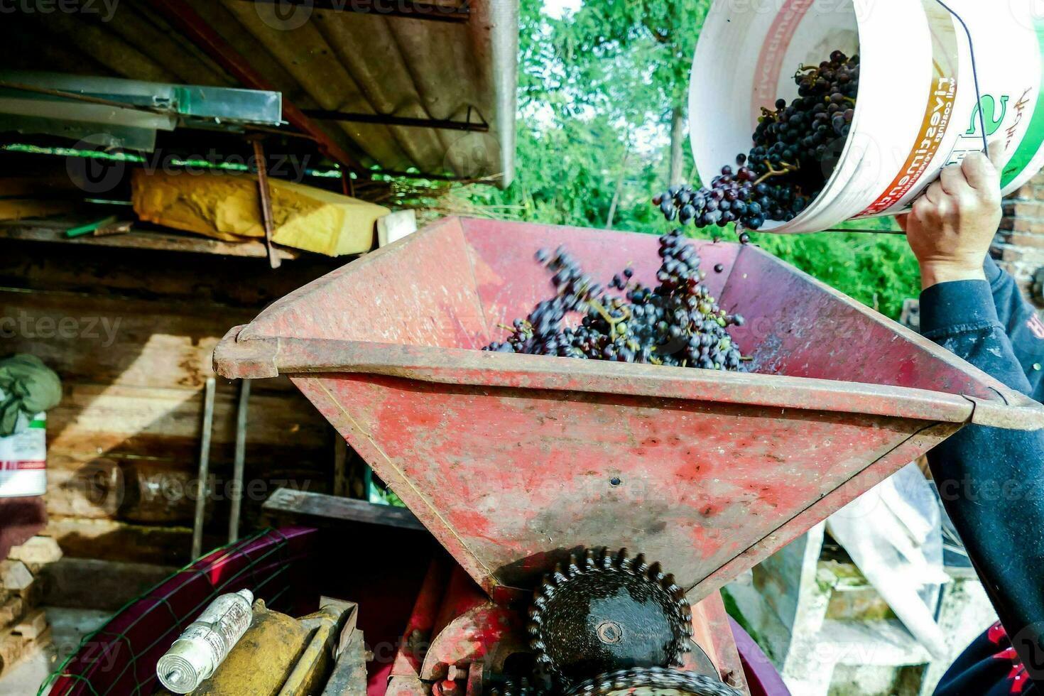 a person is pouring grapes into a bucket photo