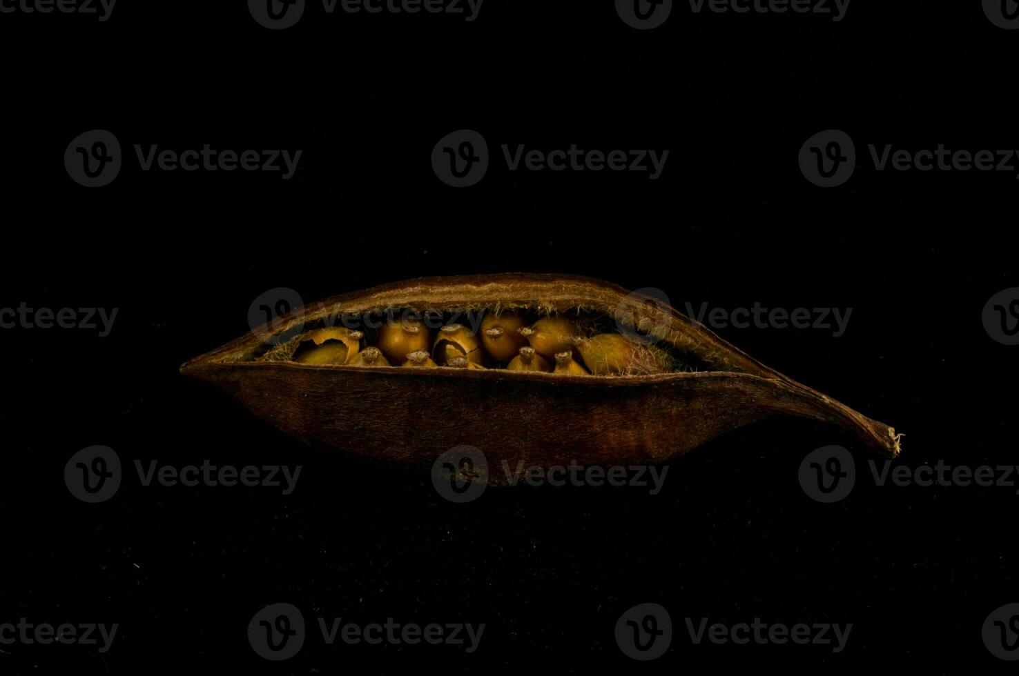 a brown seed pod with a black background photo