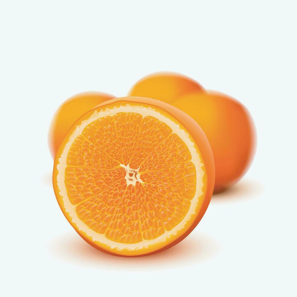 oranges realistic on white vector