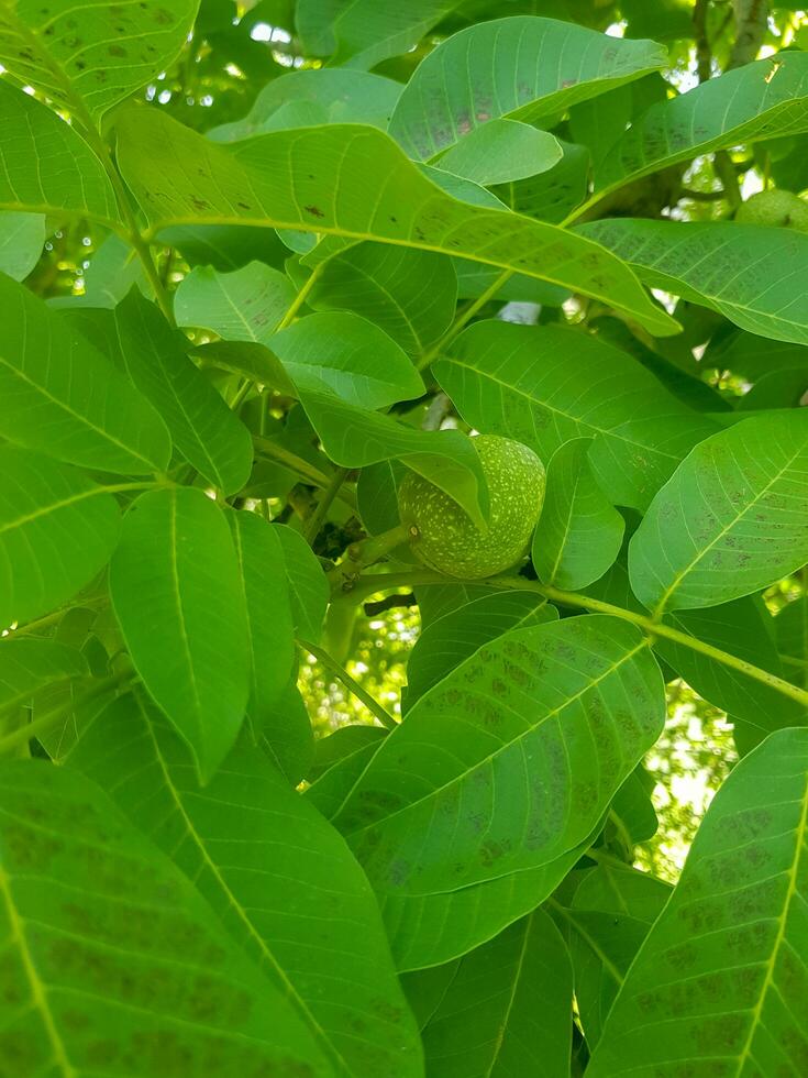 Walnut Tree in a Breathtaking Shady Grove photo