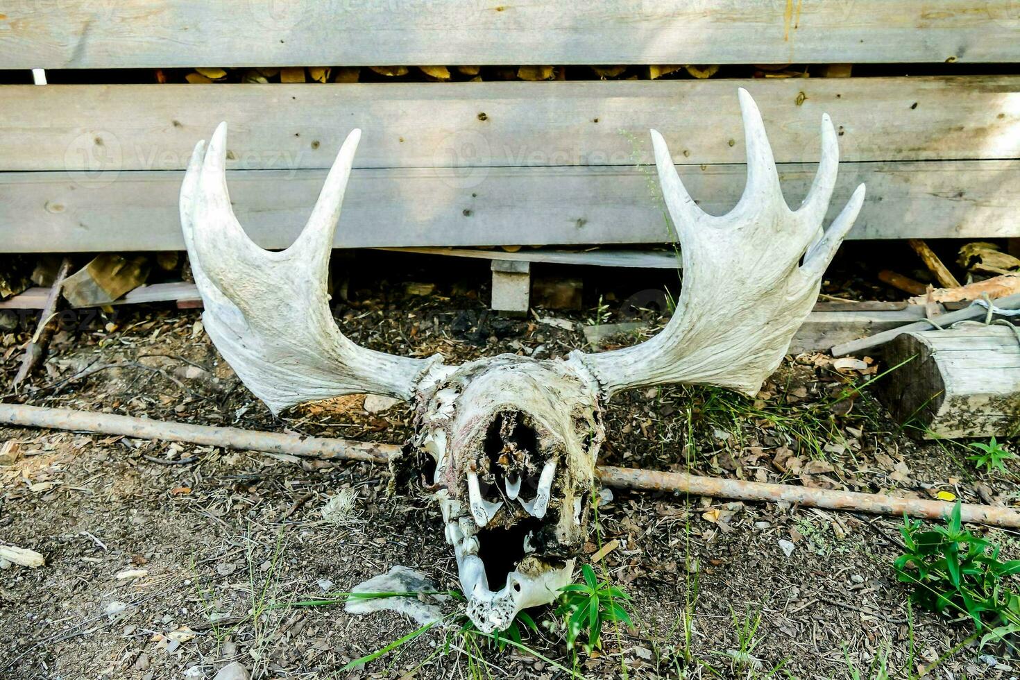 a moose skull with antlers on the ground photo