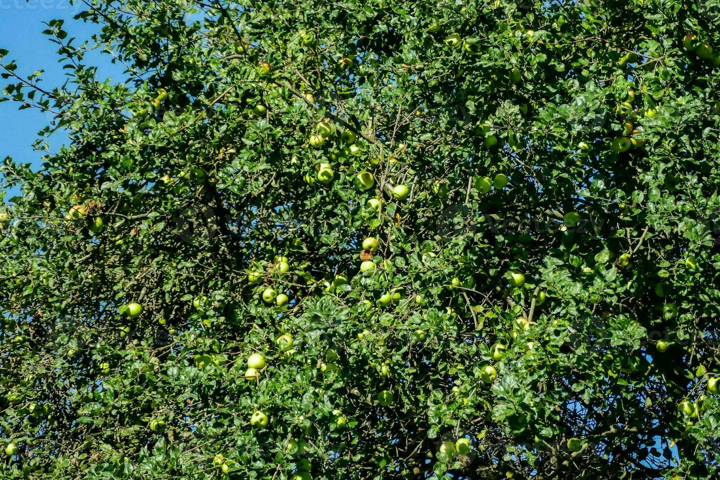 un manzana árbol con muchos manzanas en eso foto