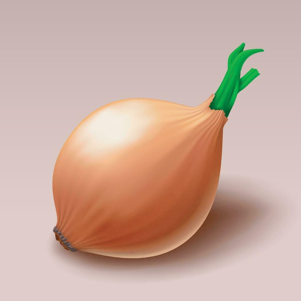 realistic onion with shadow vector