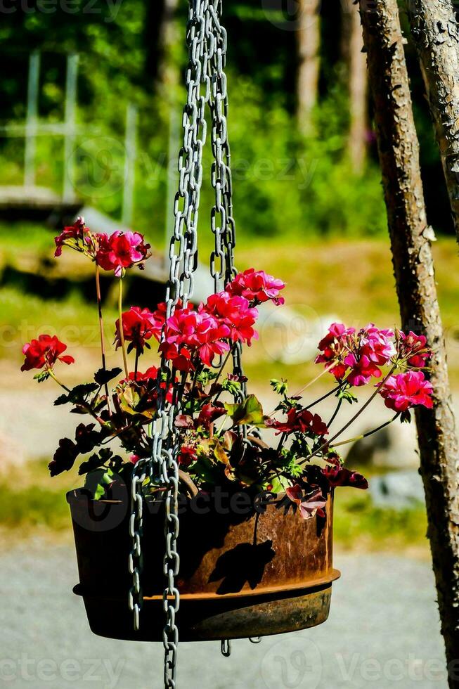 a hanging flower pot with pink flowers photo