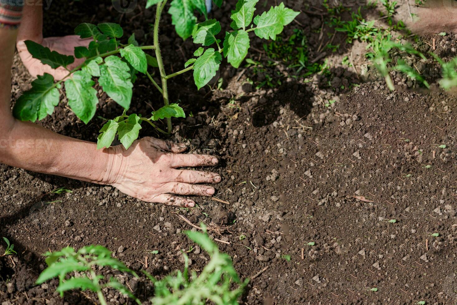 old woman planting petunia flowers in the spring garden photo