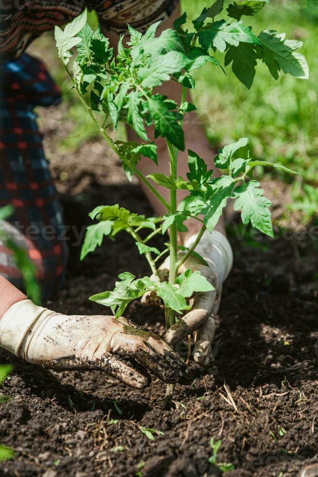 planting tomato seedlings with the hands of a careful farmer in their garden photo