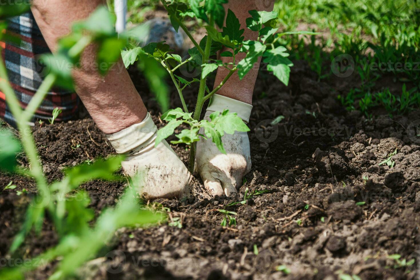 An elderly woman is planting tomato seedlings in her vegetable garden in the village photo