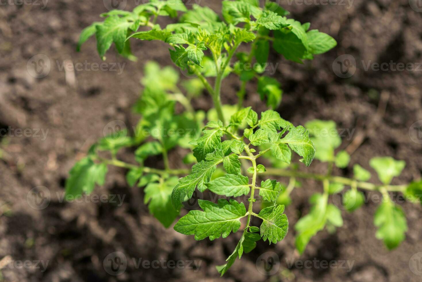 Young tomato seedlings grow in the garden in spring photo